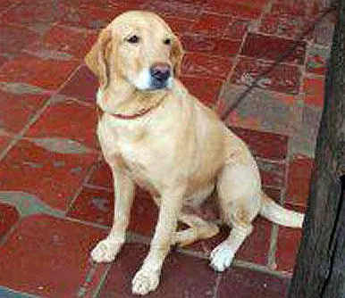 Cachorro ra a Labrador idade nome Fêmea Labrador