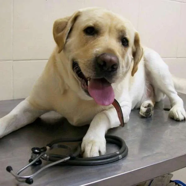Cachorro ra a Labrador idade 4 anos nome Labrador