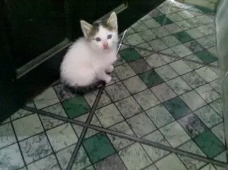 Gato ra a  idade Abaixo de 2 meses nome sem nomys
