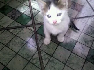 Gato ra a  idade Abaixo de 2 meses nome sem nomys