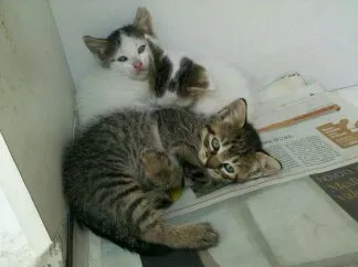 Gato ra a  idade Abaixo de 2 meses nome sem nomys