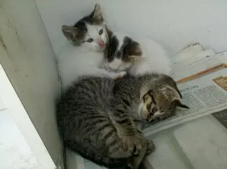 Gato ra a  idade Abaixo de 2 meses nome sem nomys