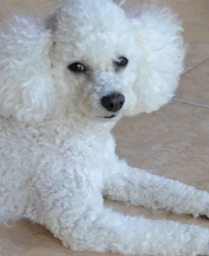 Cachorro raça Poodle idade 6 ou mais anos nome Branca