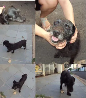 Cachorro raça SRD idade 1 ano nome Pretinho