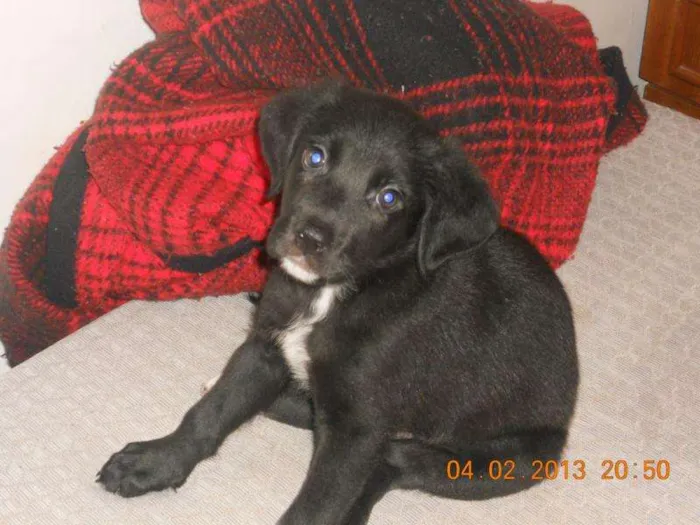 Cachorro ra a SRD idade 2 a 6 meses nome Boby