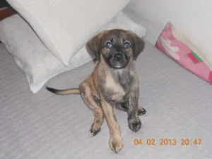 Cachorro raça SRD idade 2 a 6 meses nome Cindy