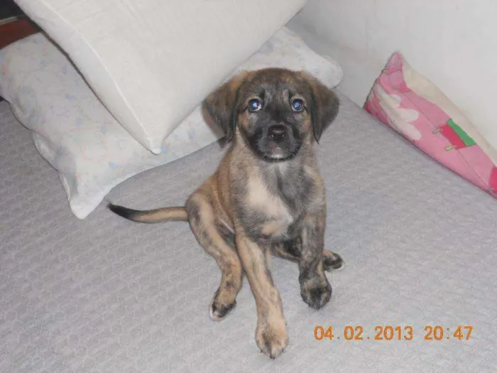 Cachorro ra a SRD idade 2 a 6 meses nome Cindy