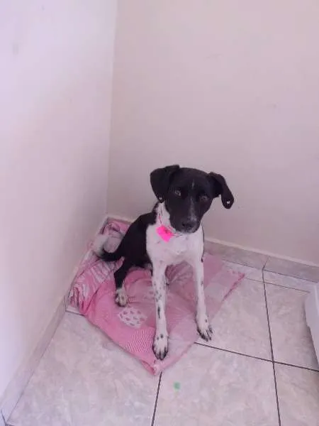 Cachorro ra a SRD idade 2 anos nome Meg