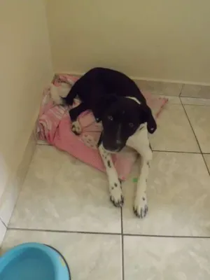 Cachorro raça SRD idade 2 anos nome Meg