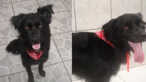 Cachorro raça SRD idade 2 anos nome Negão