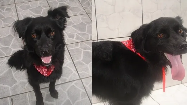 Cachorro ra a SRD idade 2 anos nome Negão
