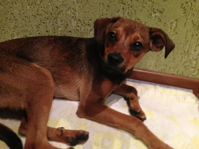 Cachorro ra a Sem Raça Definida idade 2 a 6 meses nome Marronzinha