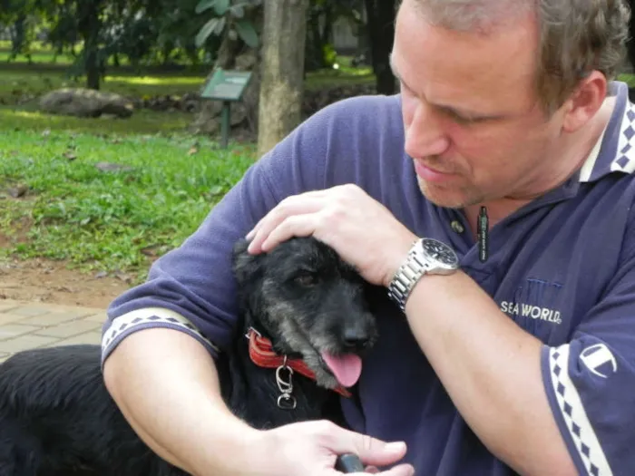 Cachorro ra a vira lata idade 2 anos nome Belinha