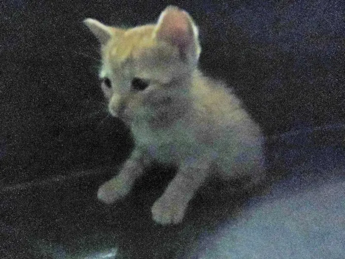 Gato ra a SRD idade Abaixo de 2 meses nome Sem nome
