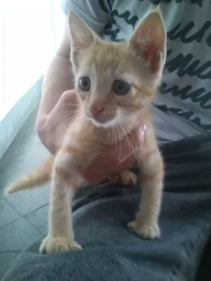 Gato raça SRD idade 2 a 6 meses nome Sem nome