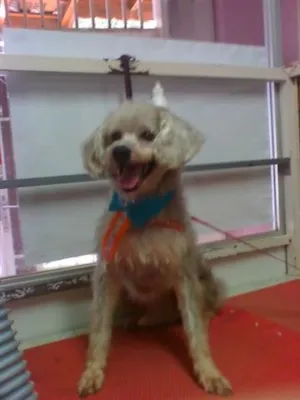 Cachorro raça Poodle idade 3 anos nome FREDINHO