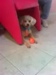 FREDINHO