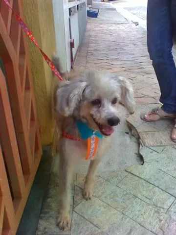 Cachorro ra a Poodle idade 3 anos nome FREDINHO