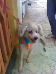FREDINHO