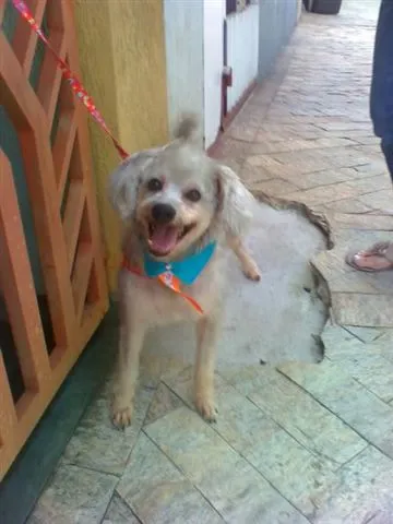 Cachorro ra a Poodle idade 3 anos nome FREDINHO