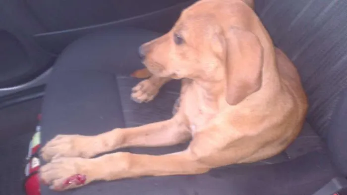 Cachorro ra a SRD idade 2 a 6 meses nome Lalinha