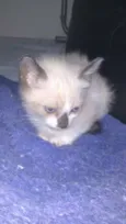 Princesa