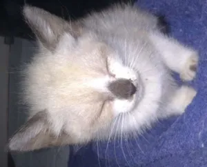 Gato raça SRD idade Abaixo de 2 meses nome Princesa