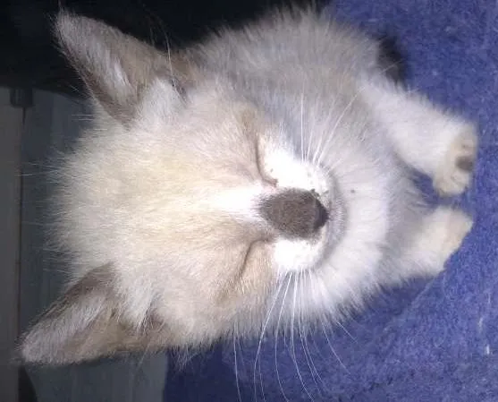 Gato ra a SRD idade Abaixo de 2 meses nome Princesa