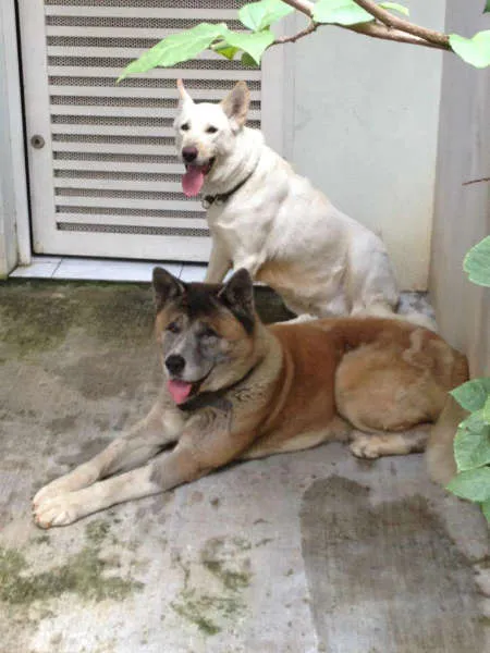 Cachorro ra a AKITA idade 2 anos nome AKITAS