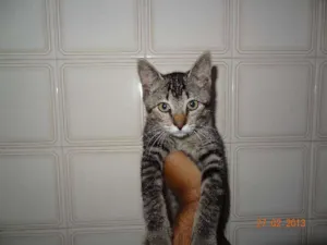 Gato raça srd idade 2 a 6 meses nome Mia