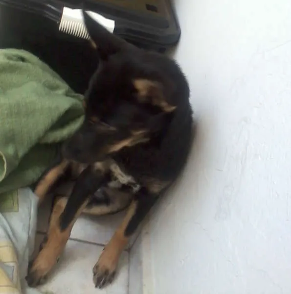 Cachorro ra a SRD idade 2 a 6 meses nome Mel