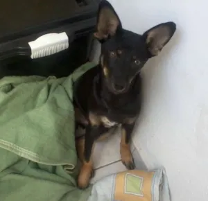 Cachorro raça SRD idade 2 a 6 meses nome nao sei