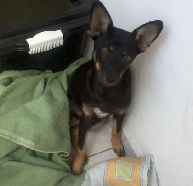 Cachorro ra a SRD idade 2 a 6 meses nome nao sei