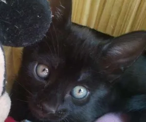Gato raça SRD idade 2 a 6 meses nome Lia