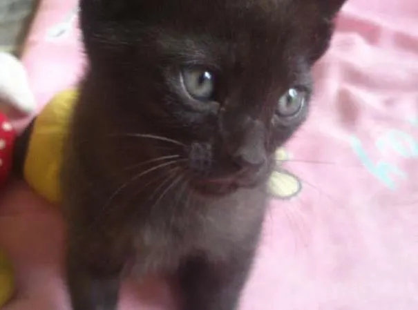 Gato ra a SRD idade 2 a 6 meses nome Léia