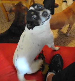 Cachorro raça Fox paulistinha idade 5 anos nome Kito