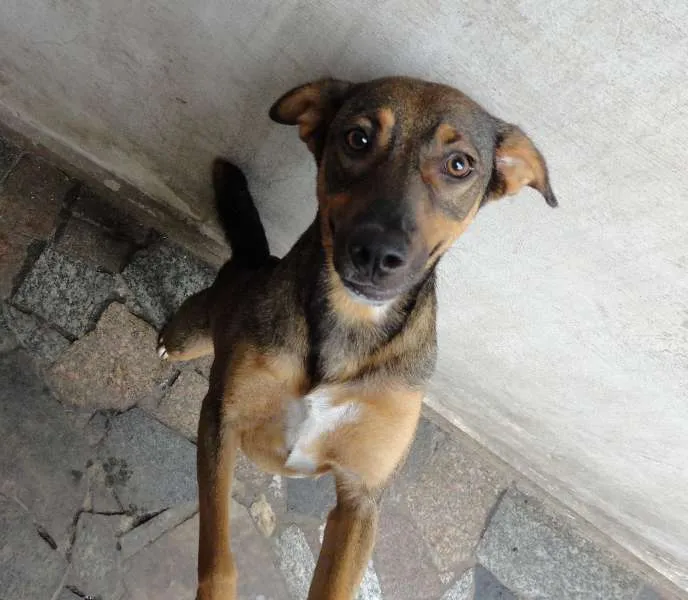 Cachorro raça  idade 3 anos nome Cristal