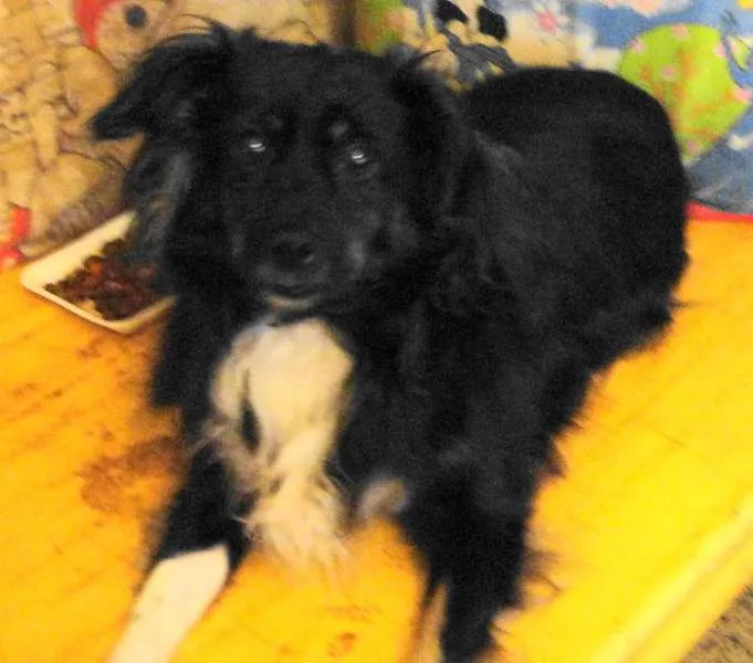 Cachorro raça  idade 3 anos nome Babi