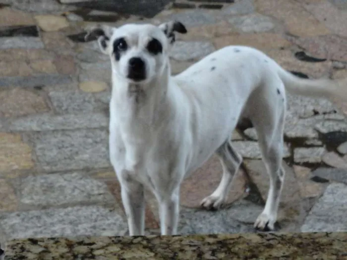 Cachorro raça  idade 5 anos nome Dadá