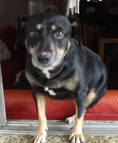 Cachorro raça  idade 5 anos nome Talita