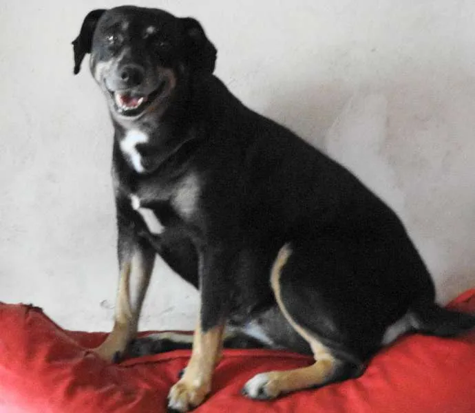 Cachorro raça  idade 5 anos nome Talita