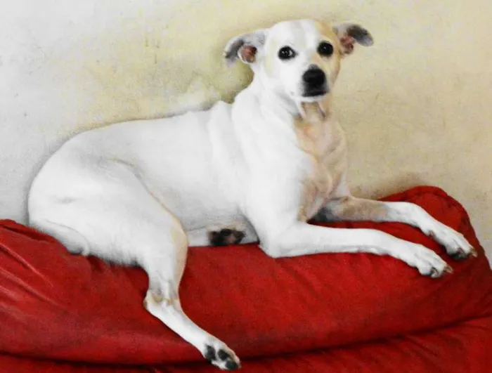 Cachorro raça  idade 4 anos nome Xuxa