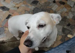 Cachorro raça  idade 4 anos nome Xuxa