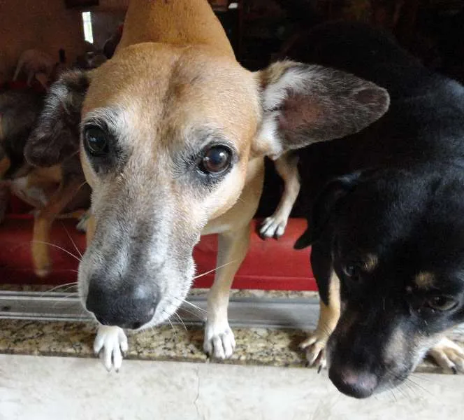 Cachorro raça  idade 5 anos nome Loiro