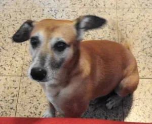 Cachorro raça  idade 5 anos nome Loiro