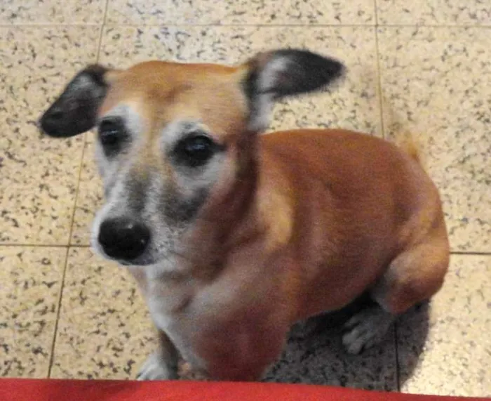 Cachorro raça  idade 5 anos nome Loiro