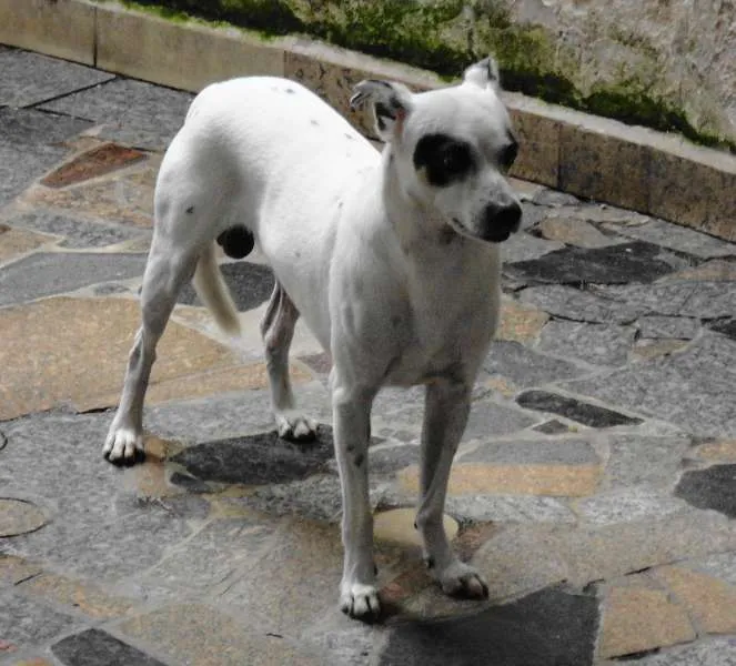 Cachorro raça  idade 5 anos nome Dadá