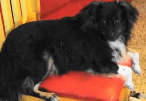 Cachorro raça  idade 3 anos nome Babi