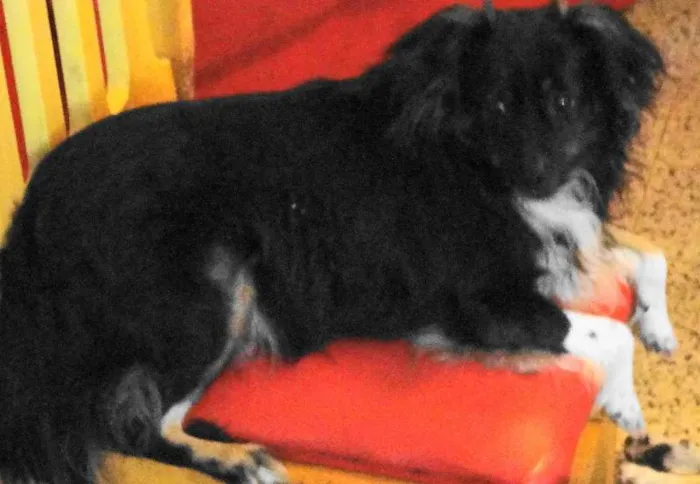 Cachorro raça  idade 3 anos nome Babi