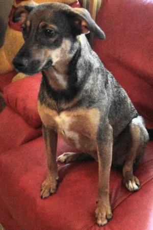 Cachorro raça  idade 3 anos nome Cristal